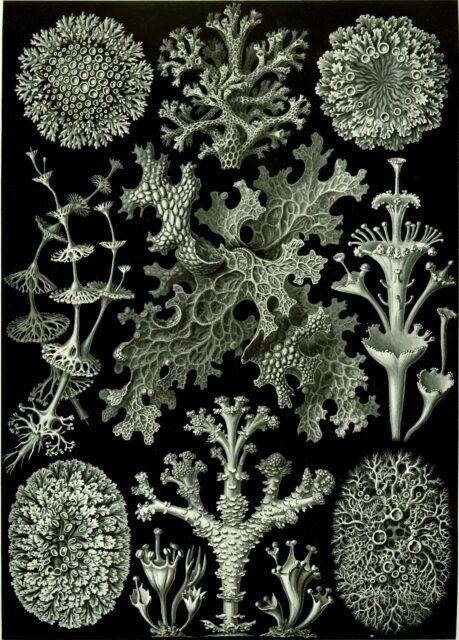 Ernst Haeckel - Kunstformen der Natur, Lichenes